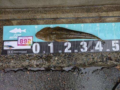 マゴチの釣果