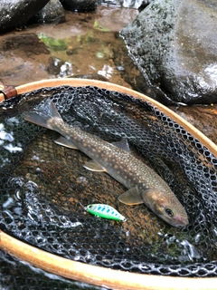 イワナの釣果