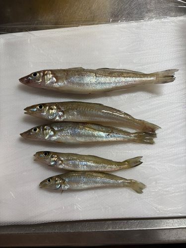 キスの釣果
