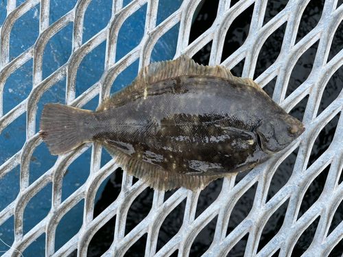 マコガレイの釣果
