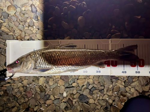ニゴイの釣果
