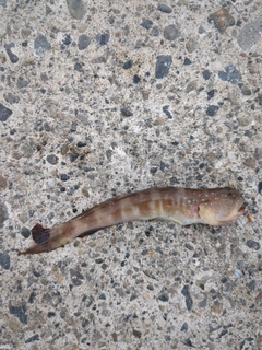 イトヒキハゼの釣果