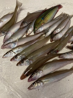キスの釣果