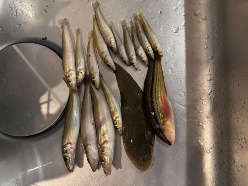クロウシノシタの釣果