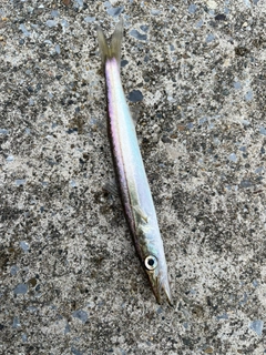 カマスの釣果
