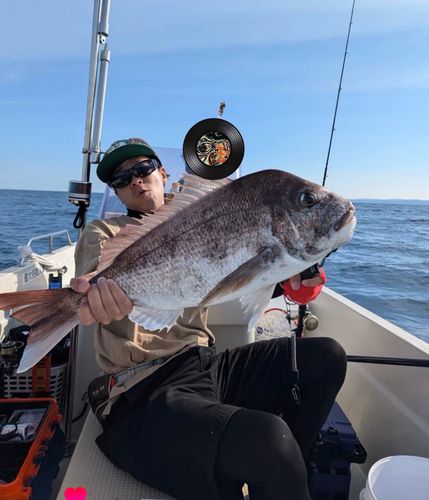 マダイの釣果