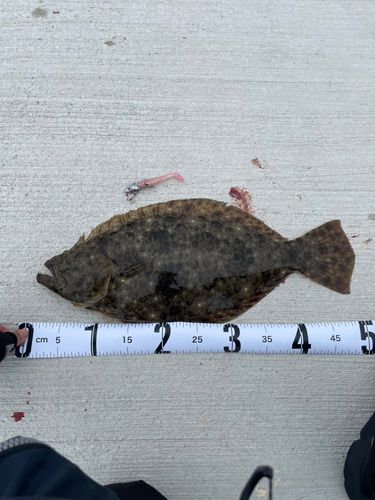 ヒラメの釣果