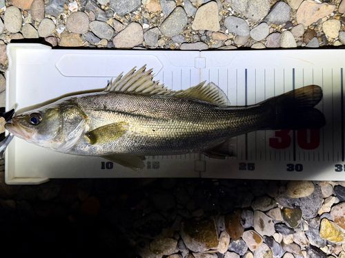 セイゴ（マルスズキ）の釣果