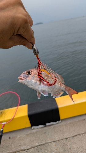 チャリコの釣果