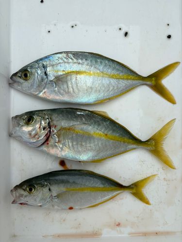 シマアジの釣果