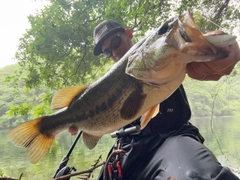 ブラックバスの釣果