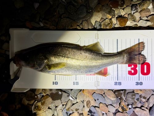 セイゴ（マルスズキ）の釣果