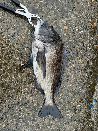 チヌの釣果