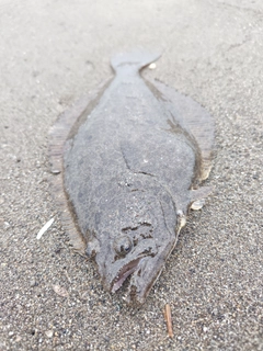 ソゲの釣果