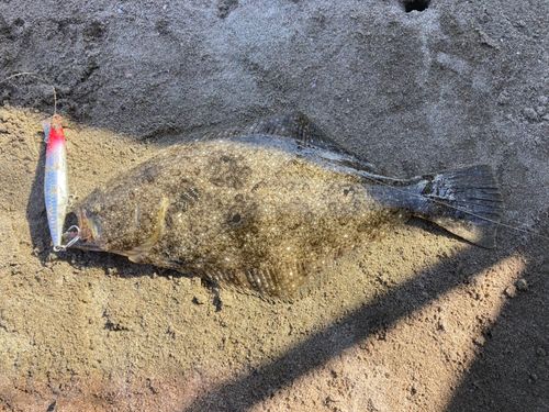 ヒラメの釣果