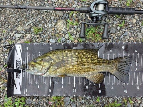 スモールマウスバスの釣果