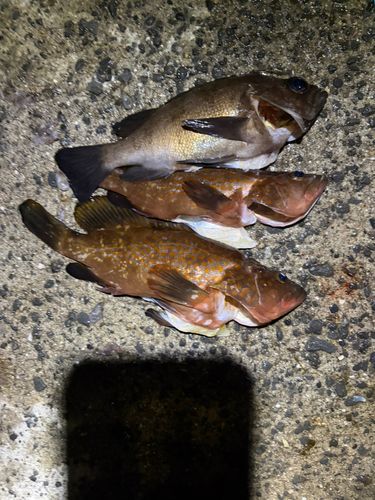 アコウの釣果