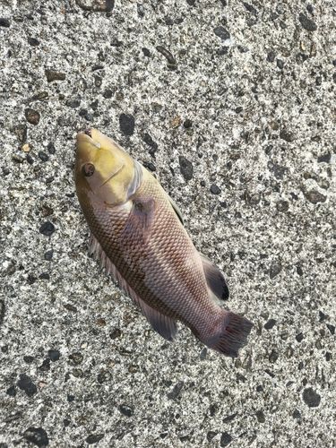 コブダイの釣果