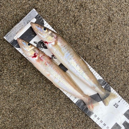 キスの釣果