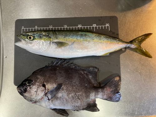 イナダの釣果