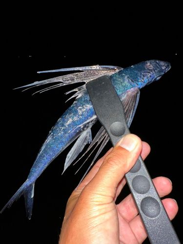 関西地方で釣れたトビウオ - アングラーズ | 釣果600万件の魚釣り情報