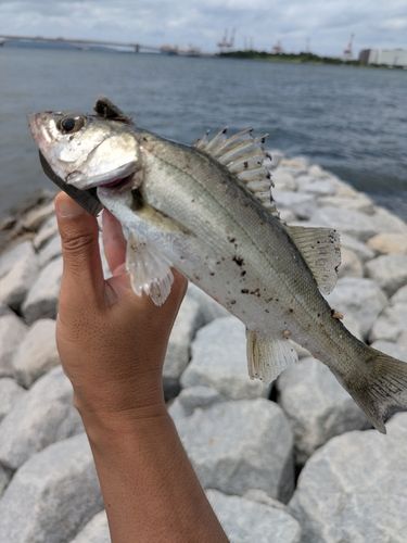 セイゴ（ヒラスズキ）の釣果