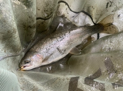 ニジマスの釣果