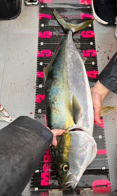 メジロの釣果