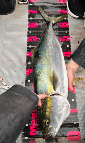 メジロの釣果