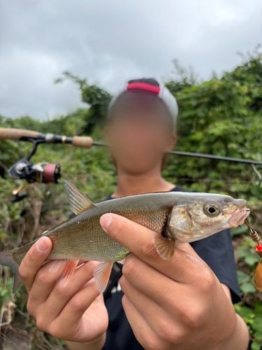 ウグイの釣果