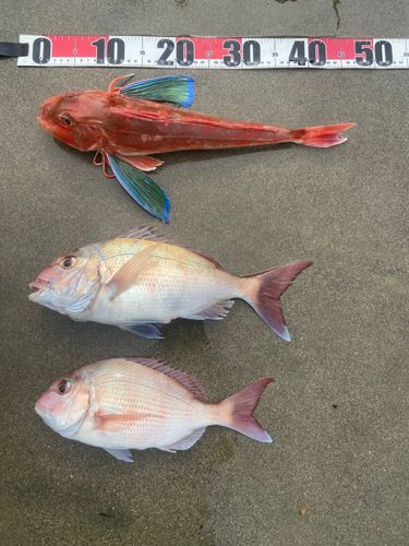 ホウボウの釣果