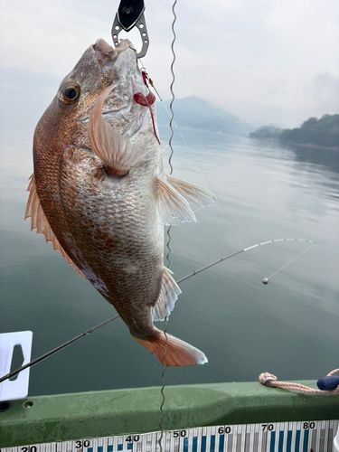マダイの釣果