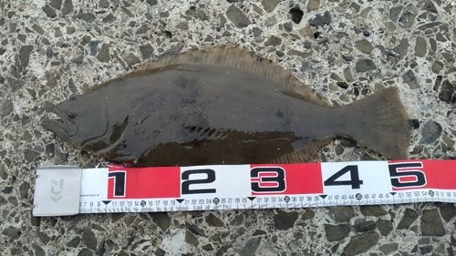 ヒラメの釣果