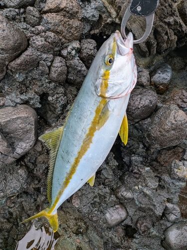 ヒラマサの釣果