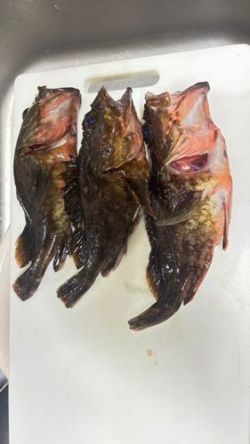 カサゴの釣果