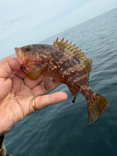 キジハタの釣果