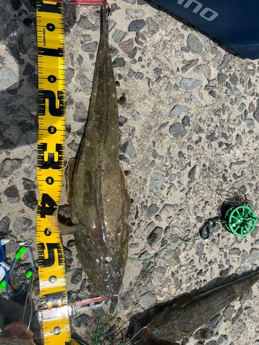 マゴチの釣果