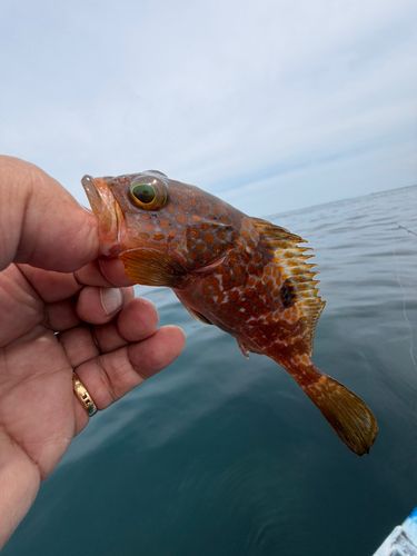 キジハタの釣果