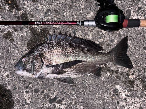 クロダイの釣果