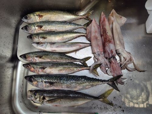 サバの釣果