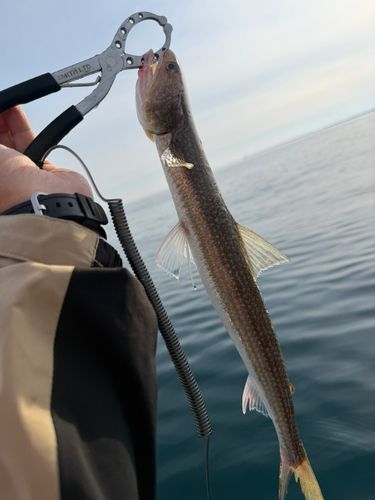 エソの釣果