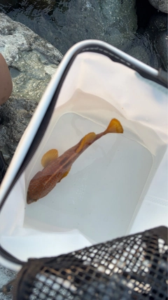 キジハタの釣果