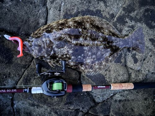 ヒラメの釣果