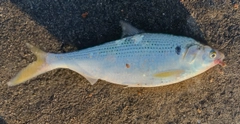 コノシロの釣果