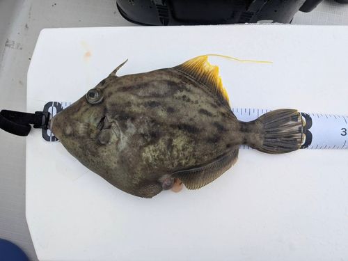 カワハギの釣果