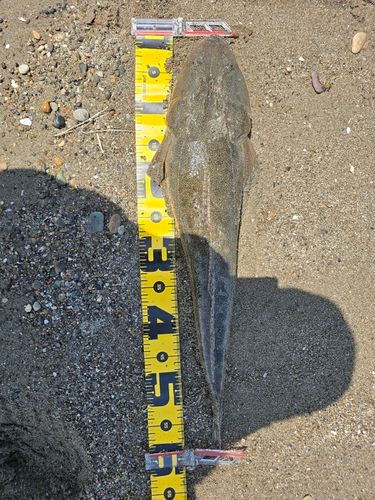 マゴチの釣果