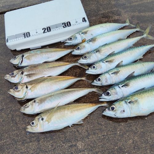 アジの釣果