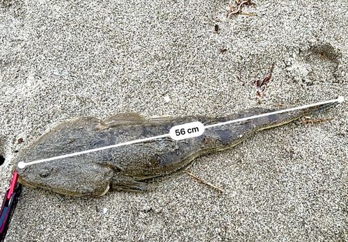 マゴチの釣果