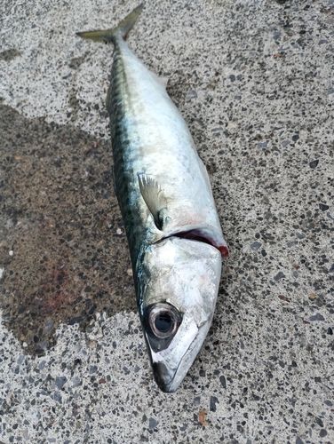 サバの釣果
