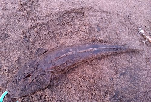 マゴチの釣果